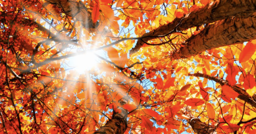 Autumn leaves on a tree